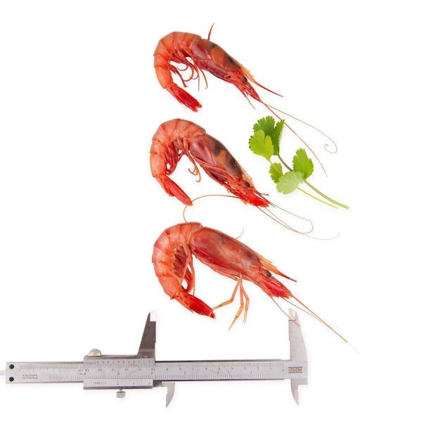 Gamba Roja Alistada Saborea Huelva Calibres