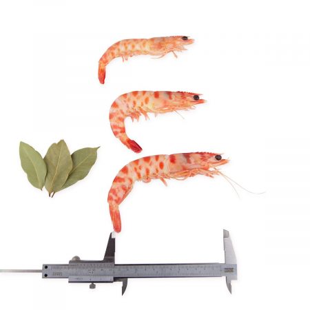 Langostino Tigre de Sanlucar Saborea Huelva Calibres