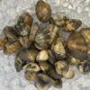 Almejas frescas listas para cocinar