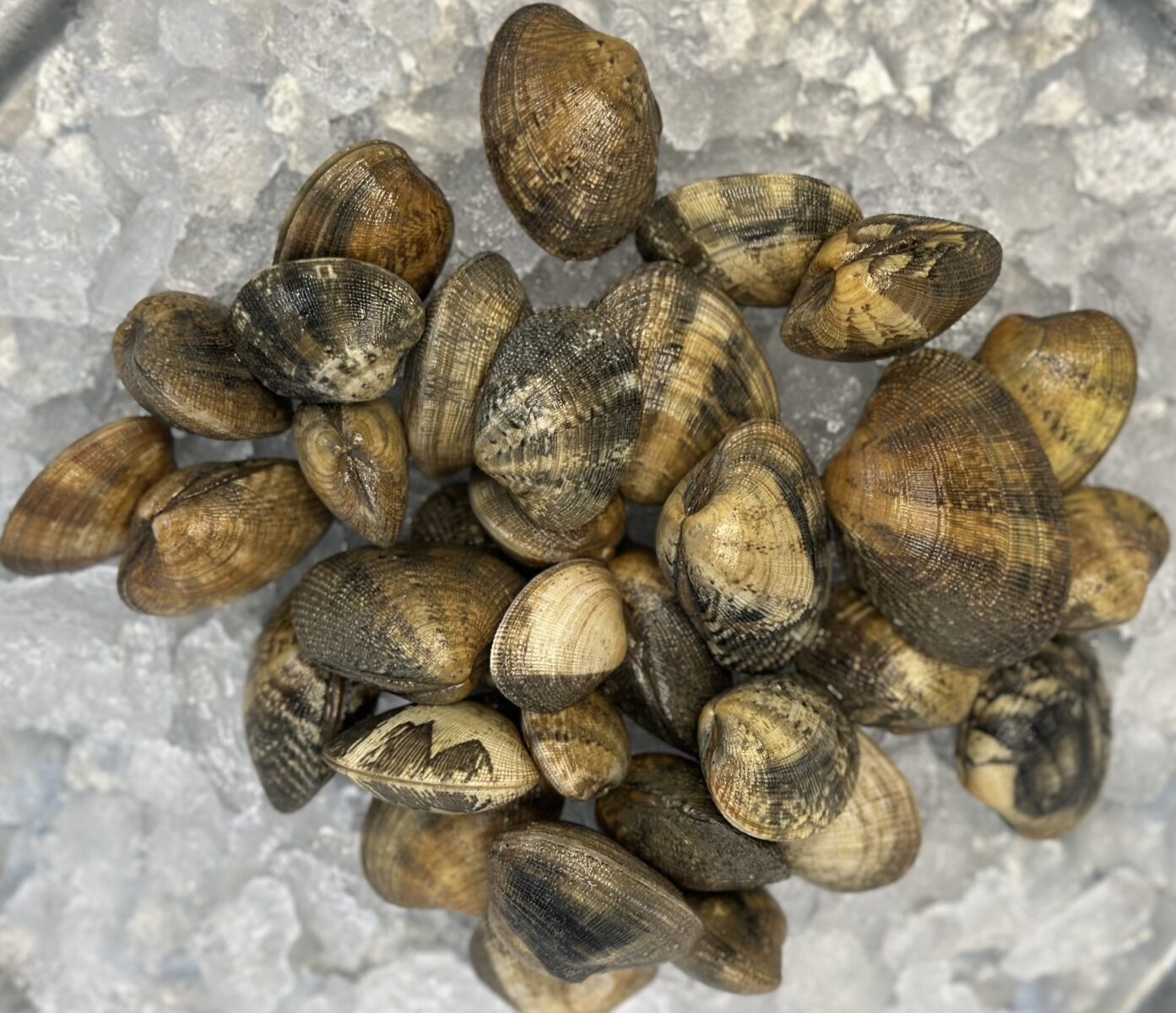 Almejas