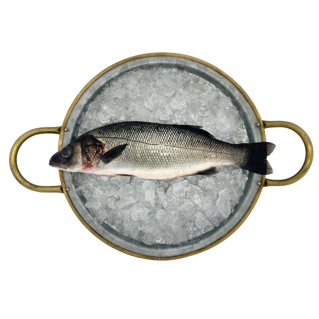 Lubina 1 Lubina