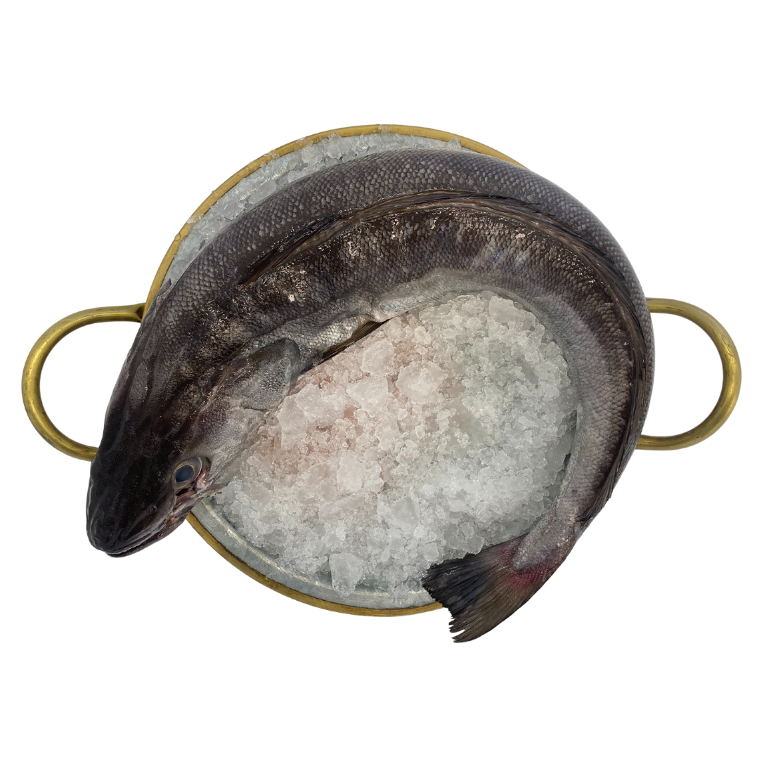 Merluza